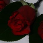 Buttonhole - Rose Simple
