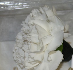 Buttonhole - White Carnation
